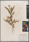 Foto von Salix caudata (Nutt.) A. Heller
